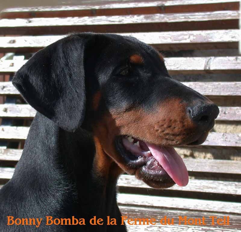 Bonny bomba de la ferme du mont Teil